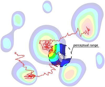 Collective Search With Finite Perception: Transient Dynamics and Search Efficiency